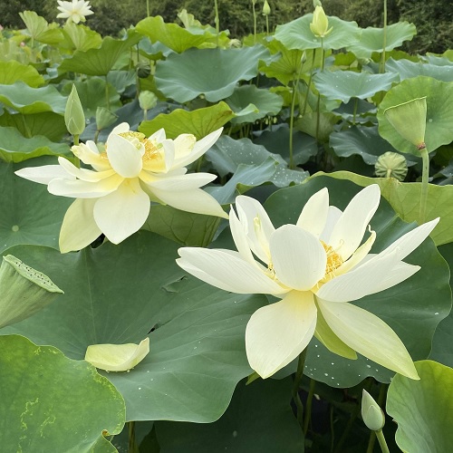 Sacred Water Lily, Lotus Perrys Giant Sunburst