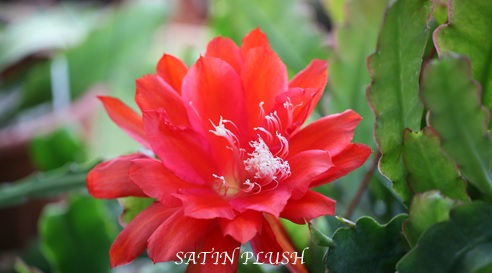 Hybrid Epiphyllum Epicactus Satin Plush Orchid Cactus