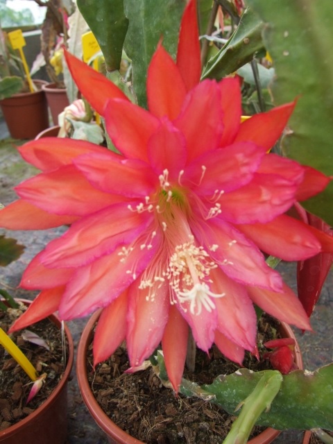 Hybrid Epiphyllum Epicactus Indian Fox Orchid Cactus