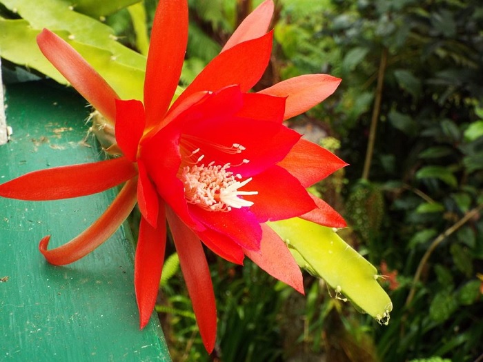 Hybrid Epiphyllum Epicactus Wild Acclaim Orchid Cactus
