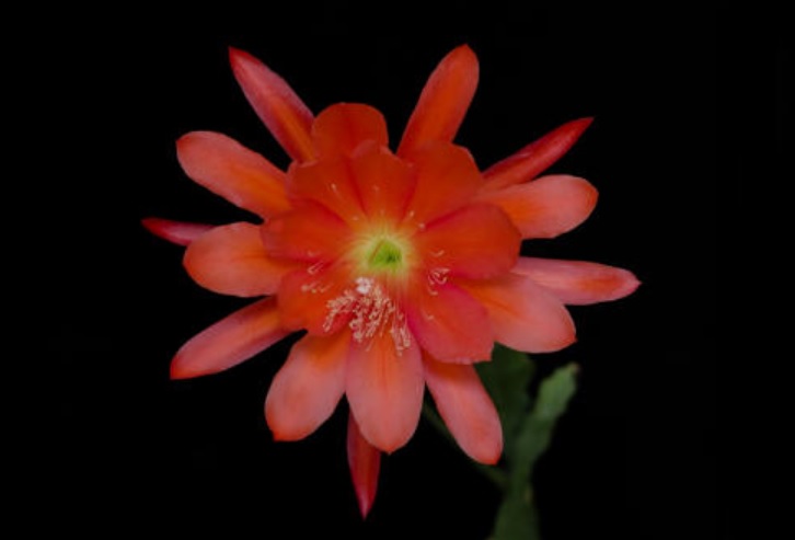 Hybrid Epiphyllum Epicactus Amber Queen Orchid Cactus