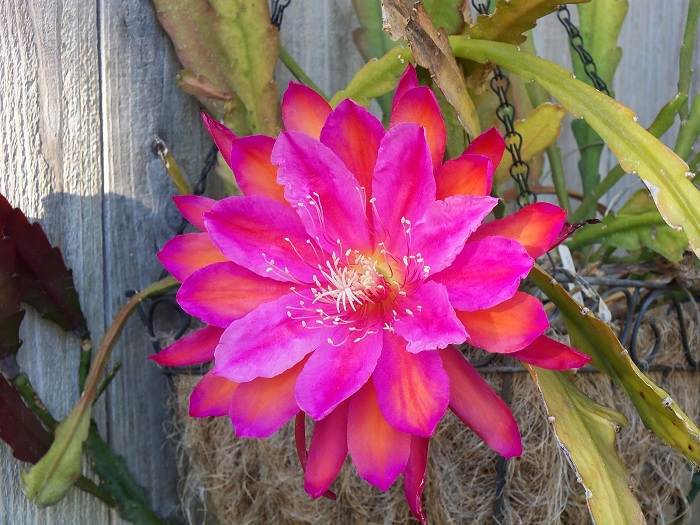 Hybrid Epiphyllum Epicactus Wonderful One Orchid Cactus