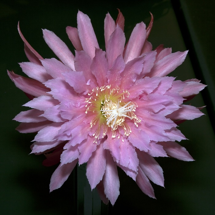 Hybrid Epiphyllum Epicactus Tassel Orchid Cactus