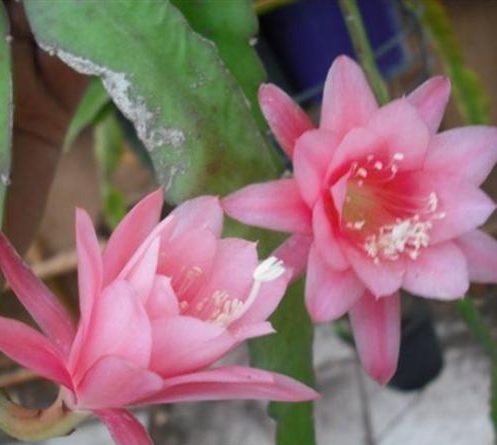 Hybrid Epiphyllum Epicactus Bridal Shower Orchid Cactus