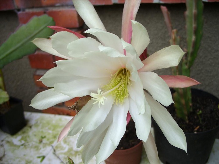 Hybrid Epiphyllum Epicactus Bridegroom Orchid Cactus
