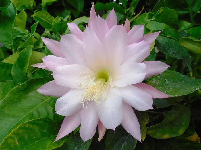 Hybrid Epiphyllum Epicactus Bridesmaid Orchid Cactus