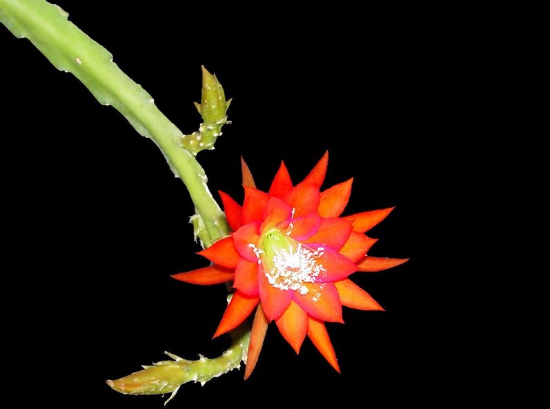 Hybrid Epiphyllum Epicactus Ernest Gundchen Orchid Cactus