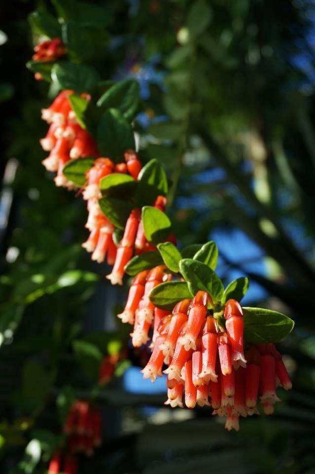 Macleania Species - Insignis