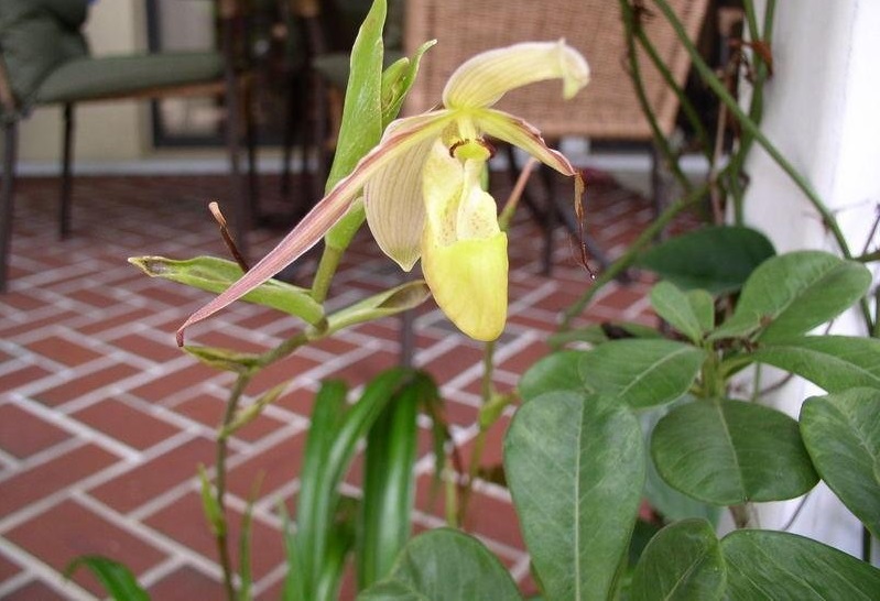 Species - Hartwegs Phragmipedium Natural Hybrid Orchid
