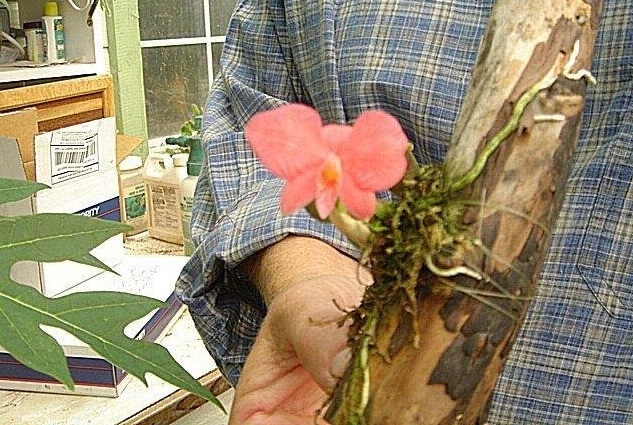 Species Orchid Cattleya brevipedunculata