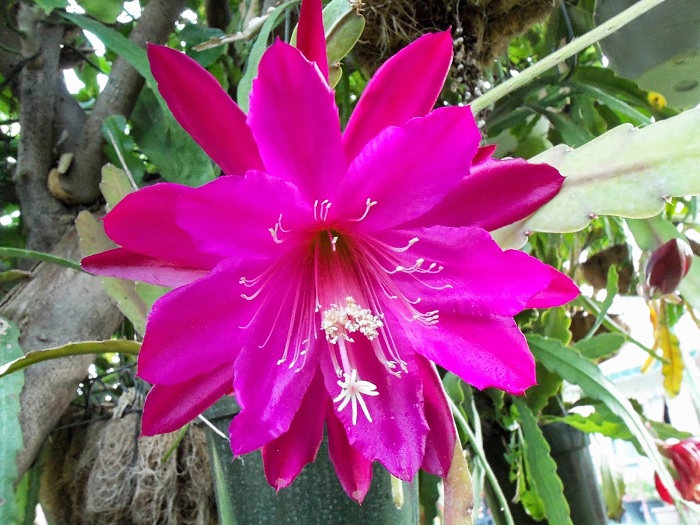 Hybrid Epiphyllum Epicactus Afghan Orchid Cactus