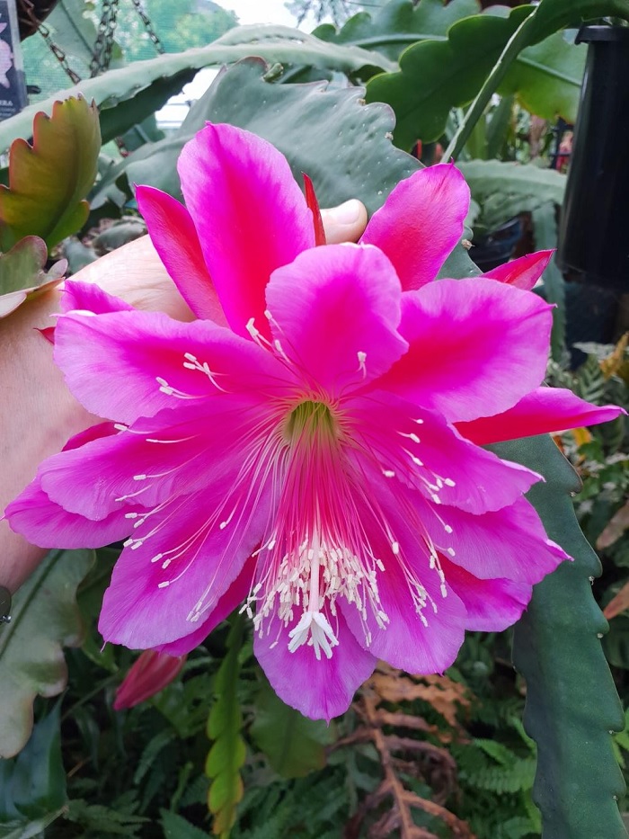 Hybrid Epiphyllum Epicactus Santa Barbara Orchid Cactus