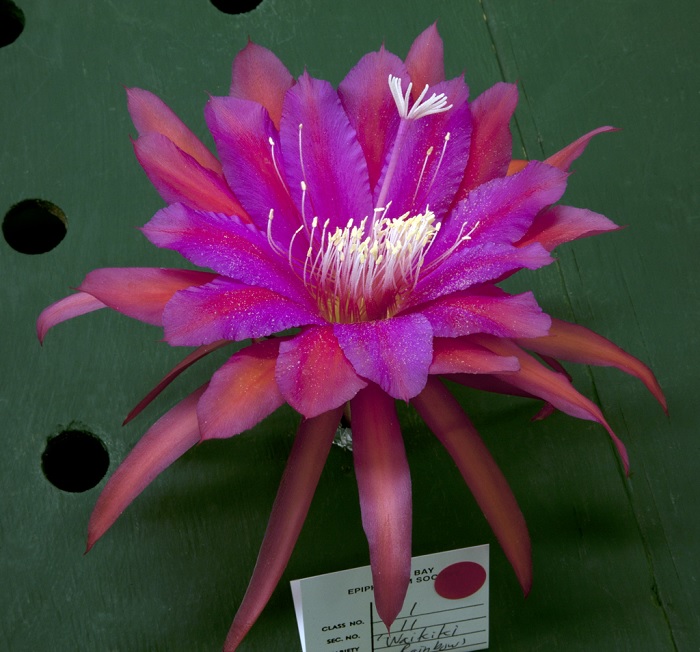 Hybrid Epiphyllum Epicactus Waikiki Rainbow Orchid Cactus