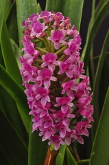 Species Orchid Bottle-brush Orchid Hyacinth Orchid Giant Arpophyllum