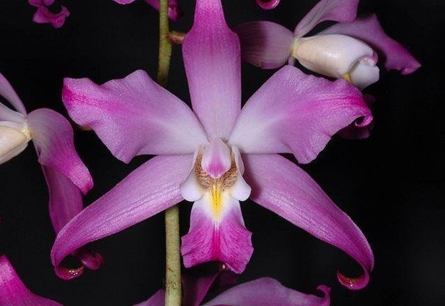 Species Orchid Autumn Flowering Laelia