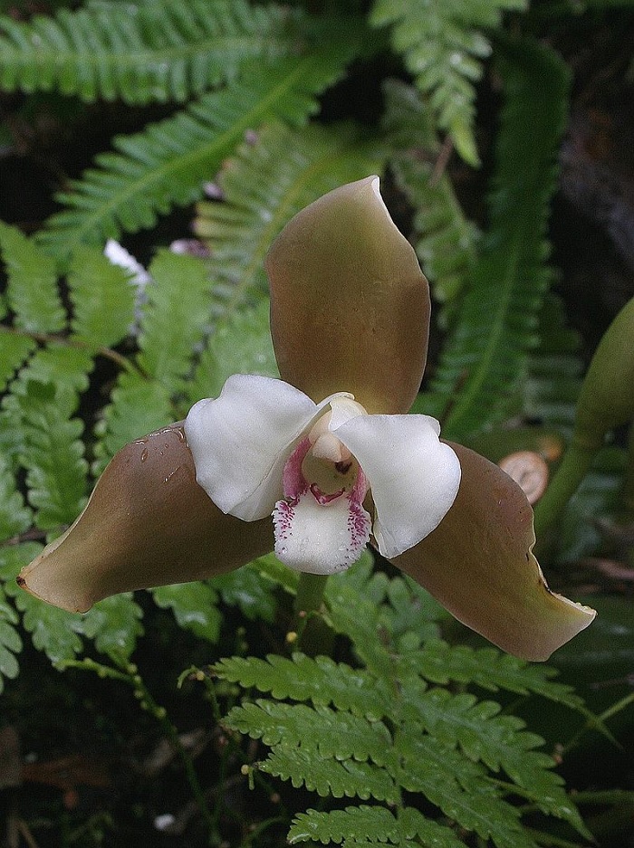 Species Orchid Powells Lycaste