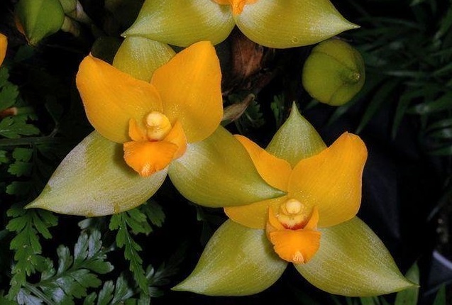 Species Orchid Blood-Red Inner Lip Lycaste