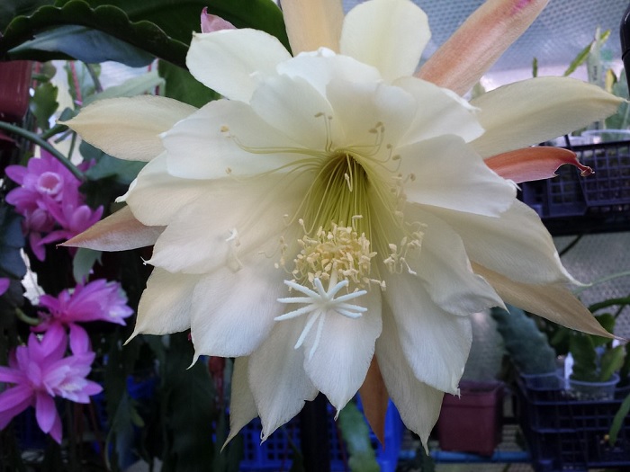 Hybrid Epiphyllum Epicactus Buttercup Orchid Cactus
