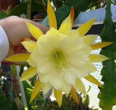 Hybrid Epiphyllum Epicactus George French Orchid Cactus