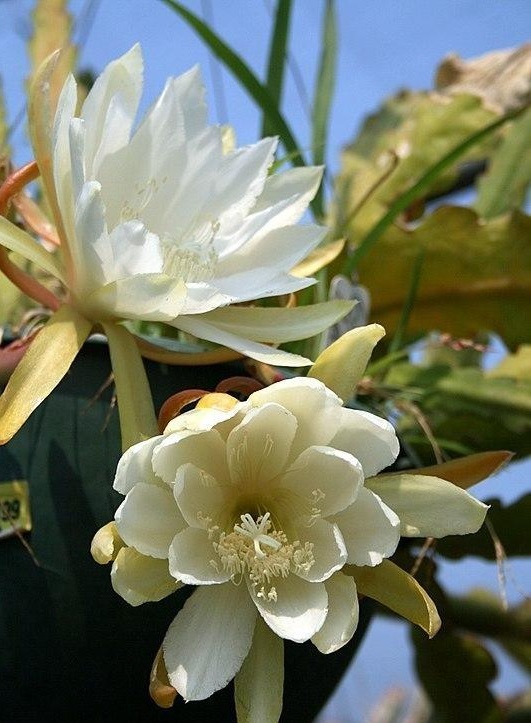 Hybrid Epiphyllum Epicactus Gold Braid Orchid Cactus