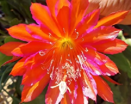 Hybrid Epiphyllum Epicactus Sparkling Burgundy Orchid Cactus