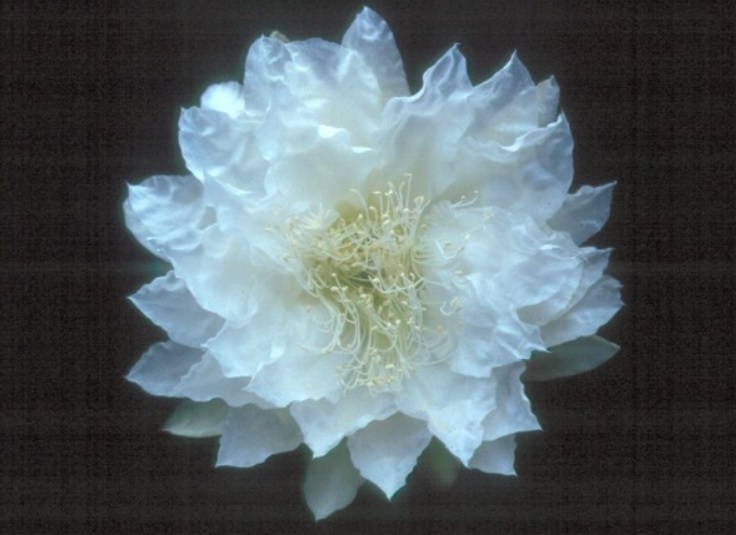Hybrid Epiphyllum Epicactus Ice Follies Orchid Cactus