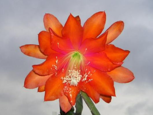 Hybrid Epiphyllum Epicactus Apache Magic Orchid Cactus