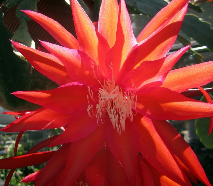 Hybrid Epiphyllum Epicactus Arobio Orchid Cactus