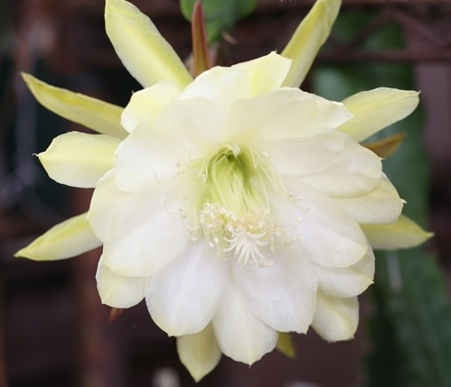Hybrid Epiphyllum Epicactus August Moon Orchid Cactus