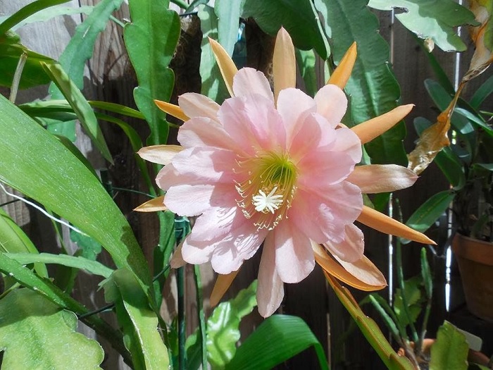 Hybrid Epiphyllum Epicactus Autumn Pink Orchid Cactus
