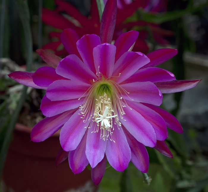 Hybrid Epiphyllum Epicactus Autumn Shadows Orchid Cactus