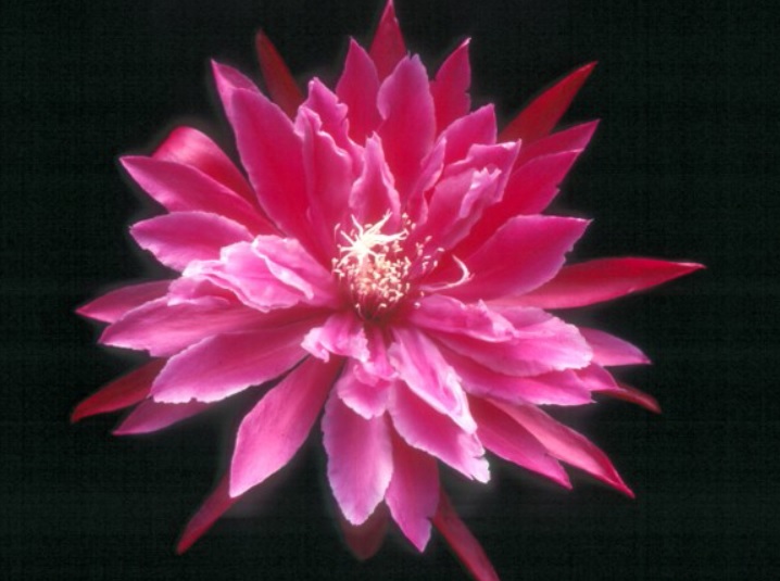 Hybrid Epiphyllum Epicactus Aventine Orchid Cactus