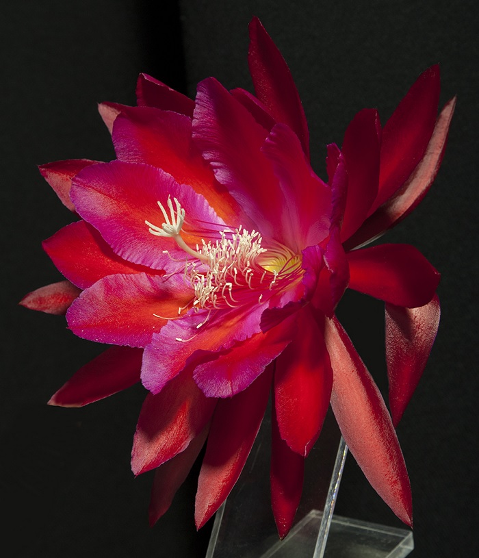 Hybrid Epiphyllum Epicactus Beyond Belief Orchid Cactus