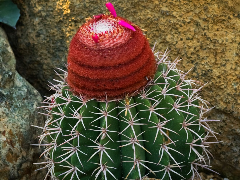 Melocactus