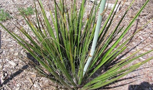 Hesperaloe Species, Bell Flower Hesperaloe