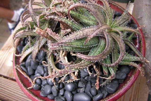 Aloe Fiesta