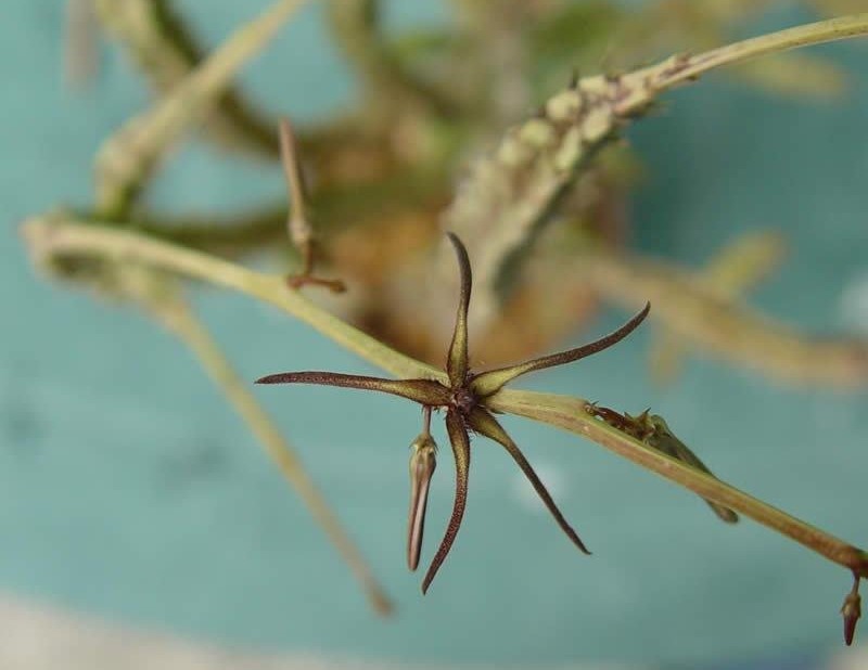Ceropegia Species, Bush Potato, Bawujin