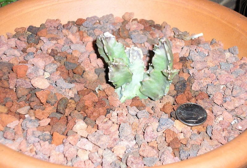 Anisotoma Species