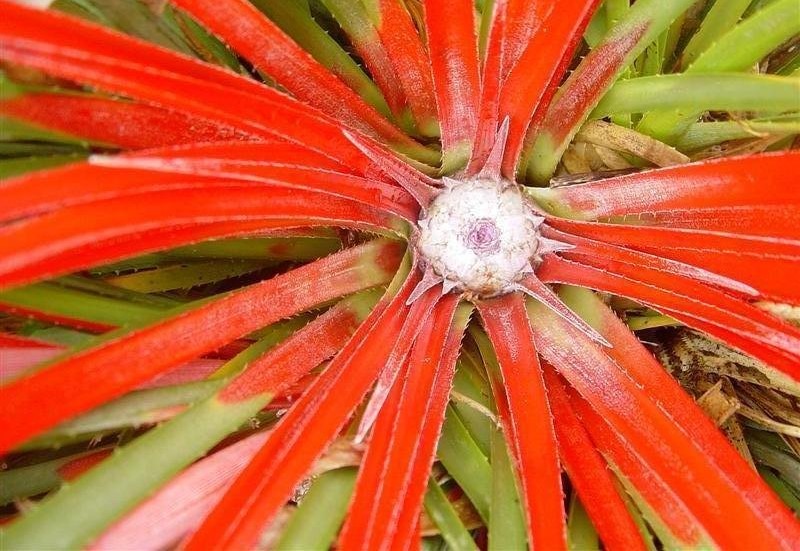 Hechtia Bromeliad, False Agave
