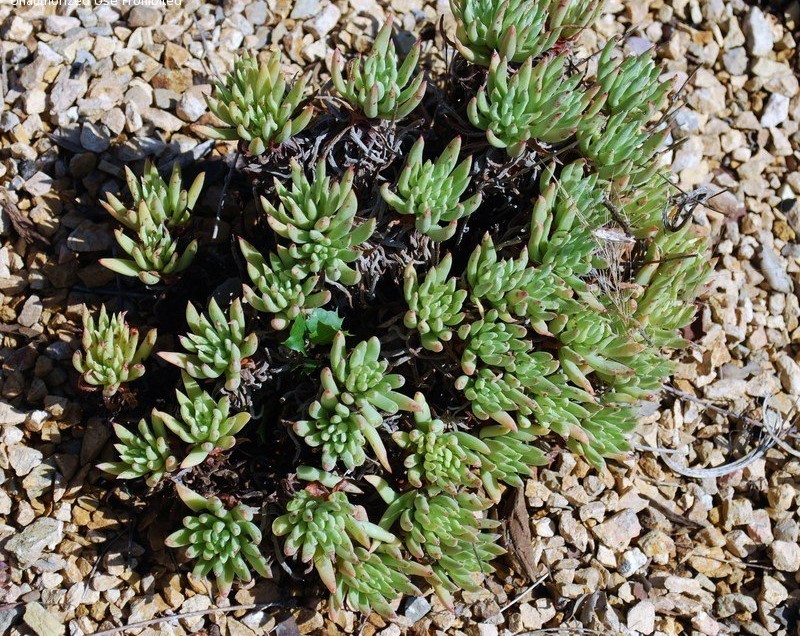 Dudleya Species, Liveforever