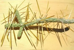 Cylindropuntia Species, Branched Pencil Cholla, Diamond Cholla, Diamond Plated Pencil Cholla