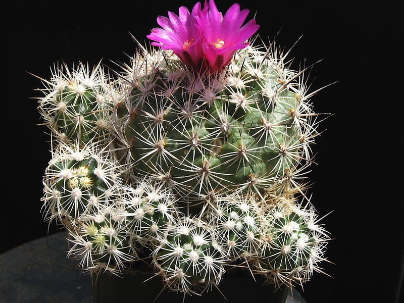Turbinicarpus