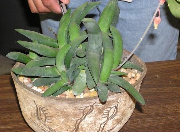 Gasteria Species, Kouga Gasteria, Ox Tongue