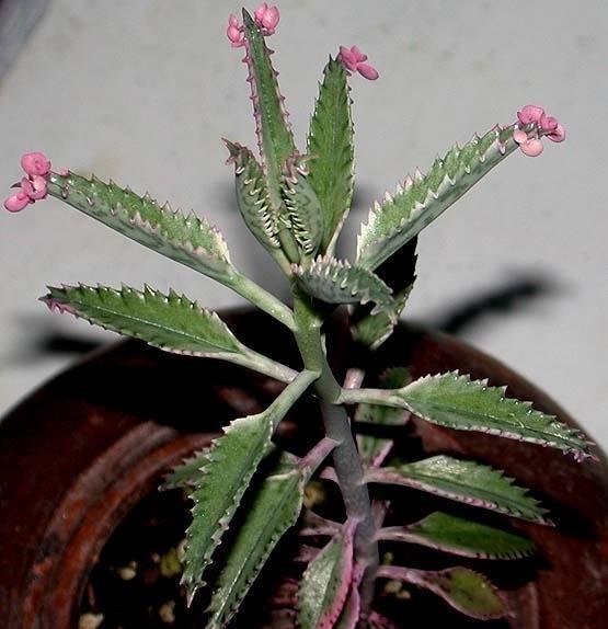 Kalanchoe Hybrid, Variegated Kalanchoe Hybrida