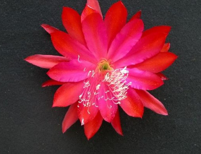 Hybrid Epiphyllum, Orchid Cactus, Epicactus Frisbee