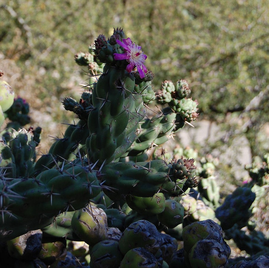 Cylindropuntia Species, Chain-Link Cholla