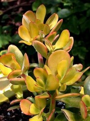 Crassula, Dollar Plant, Jade Plant, Jade Tree, Money Tree 'Hummel's Sunset'