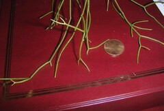 Rhipsalis Species, Link Cactus