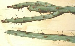 Cylindropuntia Species, Bush Cholla, Bush Pencil Cholla, Pencil Cholla, Tasajo
