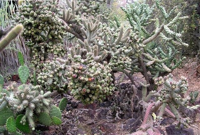 Cylindropuntia Species, California Cholla